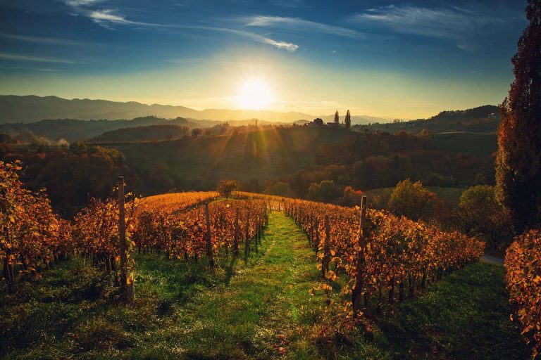 Vinska fontana - pokrajina. Fontana vin Vodole – posestvo Sončni raj