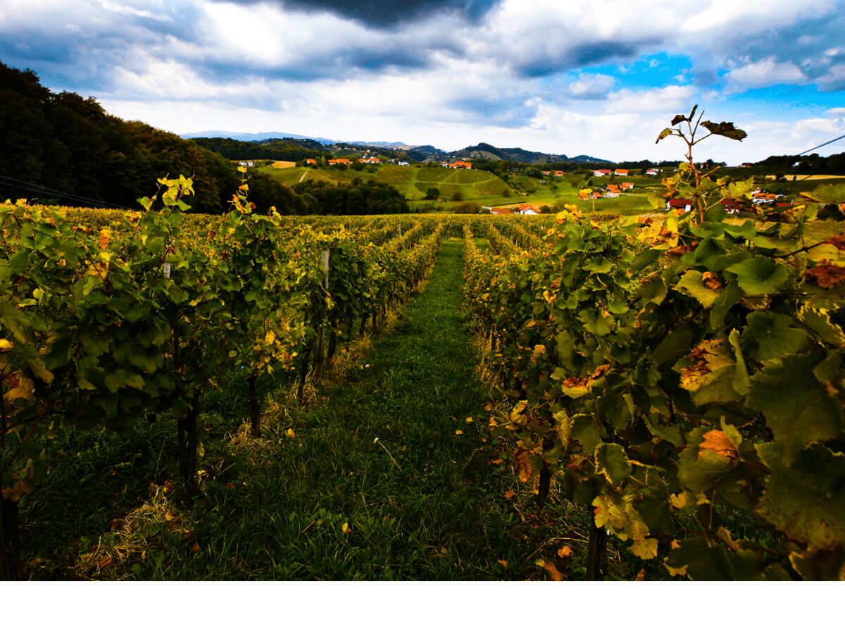 Wine Fountain Vodole – Location - Estate - Sunny Paradise estate